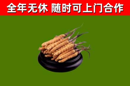 桥东回收冬虫夏草